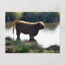 Search for highland cattle postcards Animals