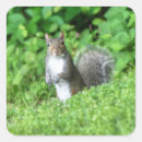 Search for squirrel stickers Wild animal