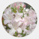 Search for azalea stickers Flowers