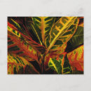 Search for houseplant postcards Leaf