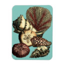 Search for algae magnets Seashell