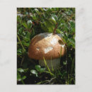 Search for boletus postcards Fungus