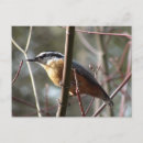 Search for hatching postcards Bird