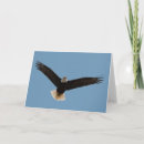 Search for flying eagle cards Bird of prey