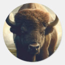 Search for buffalo animal stickers Wildlife