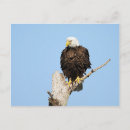 Search for bald eagles postcards Raptors