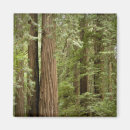 Search for muir woods magnets California