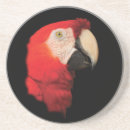 Search for macaws coasters Cute