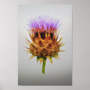 Search for artichoke posters Flower