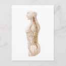 Search for vertebrae postcards Detail