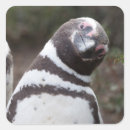 Search for magellan stickers Penguin