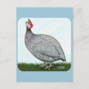Search for guineas postcards Bird