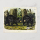 Search for black bear postcards Illustration