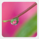 Search for stem stickers Abstract