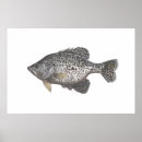 Search for crappie posters Fish