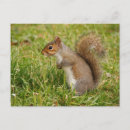 Search for gray squirrel Animal