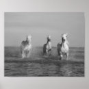 Search for white horse running posters Black and white