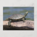 Search for turtle painting postcards Wildlife