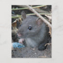 Search for rat postcards Mammal