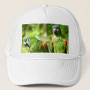 Search for parrots hats Green