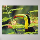 Search for large animal posters Colorful