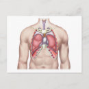 Search for lung postcards Human lungs