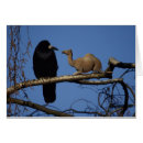 Search for camelus Dromedary