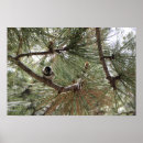 Search for pine trees mountains posters Forest