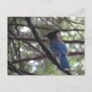 Search for stellar postcards Jay