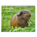 Search for guinea pig calendars Animal