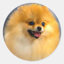 Search for original painting stickers Pet