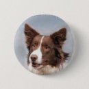 Search for border collie dog badges Herding