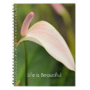 Search for anthurium Pink