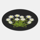 Search for edelweiss flower stickers Switzerland