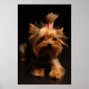 Search for yorkshire terrier posters Pet
