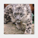 Search for snow leopard magnets Leopards