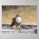 Search for red tail hawk art Wildlife