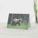 Search for grizzly bear cards Bears