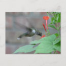 Search for ruby throat postcards Birds