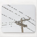 Search for perching mousepads Photography