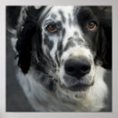 Search for english setter art Puppy