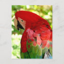 Search for macaw parrot postcards Red