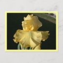 Search for spring birthday postcards Flower