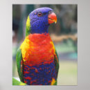 Search for rainbow lorikeet art Trichoglossus haematodus