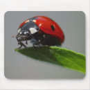 Search for ladybug mousepads Macro