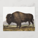 Search for american illustrators postcards Wildlife