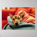 Search for miniature pinscher art Animal