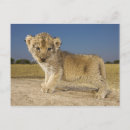 Search for lion cub postcards Horizontal
