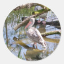 Search for pelicans stickers Photography