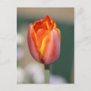 Search for fire flower Orange